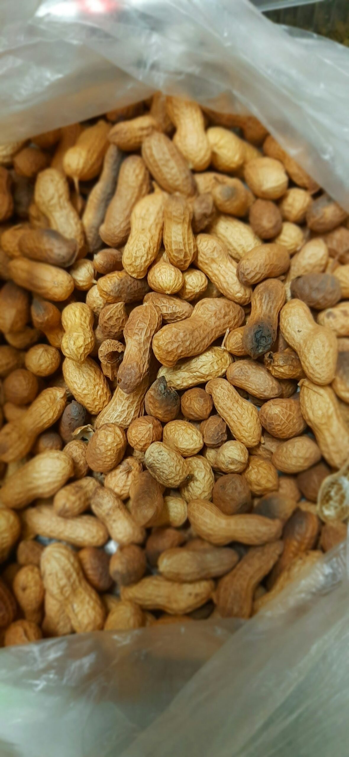 How Japanese Peanuts Became a Cultural Icon